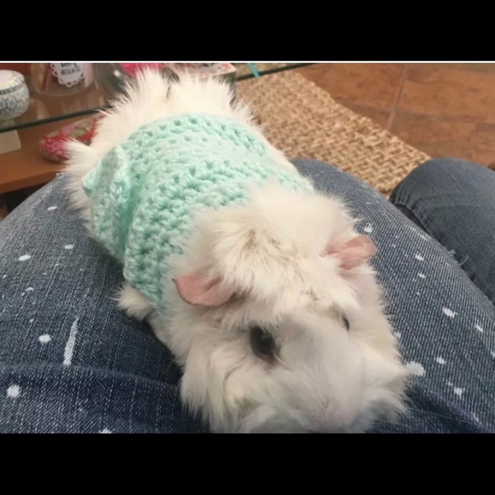 Guinea Pig Clothes, Skinny Pig Sweater